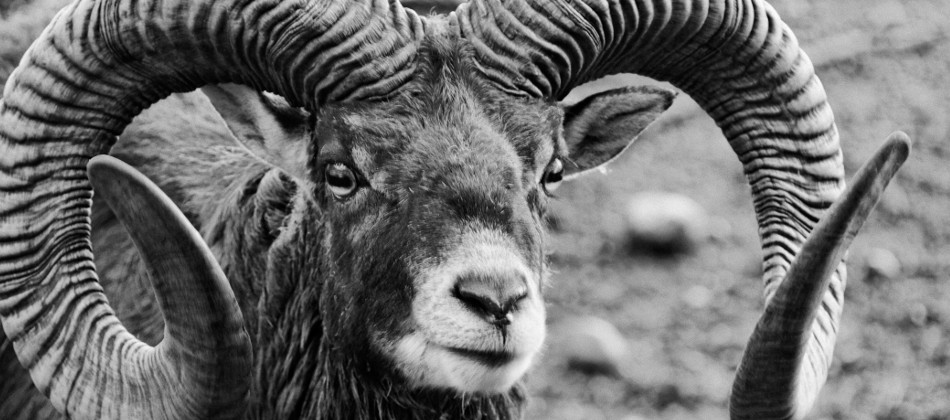 Bild: Mufflon in einem Wildpark bei Poing.