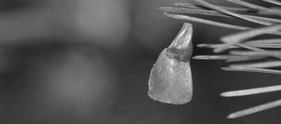 Bild: Samen einer Krüppelkiefer.