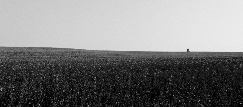 Bild: Rapsfeld bei Willerode im Landkreis Mansfeld-Südharz.