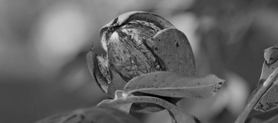 Bild: Reife Walnuss.