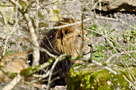 Bild: Löwenmännchen. Fotografiert mit NIKON D90 und AF-S NIKKOR 70-300 mm 1:4,5-5,6G VR (KB äquivalent 105 - 450 mm).