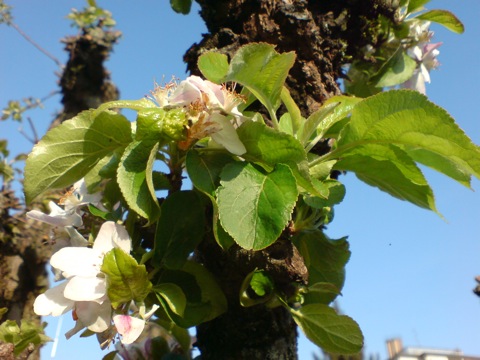 Apfelbaum in meinem Garten. Aufgenommen mit dem Fotohandy SONY K800i.