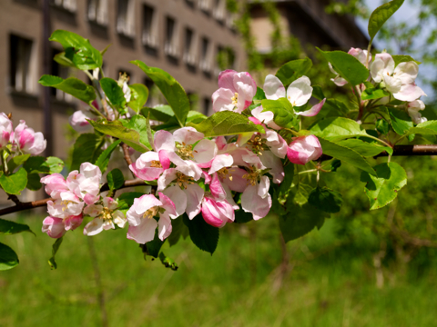 Bild: Paradiesruinen - Blühender Apfelbaum in Prora auf der Insel Rügen.