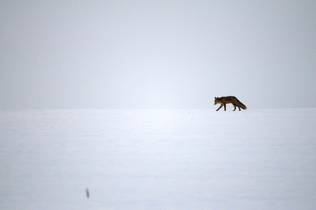 Bild: Fast wie in Sibirien. Ein Rotfuchs trollt über ein verschneites Feld. NIKON D300s mit SIGMA 150-500mm F5.0-6.3 DG OS HSM.