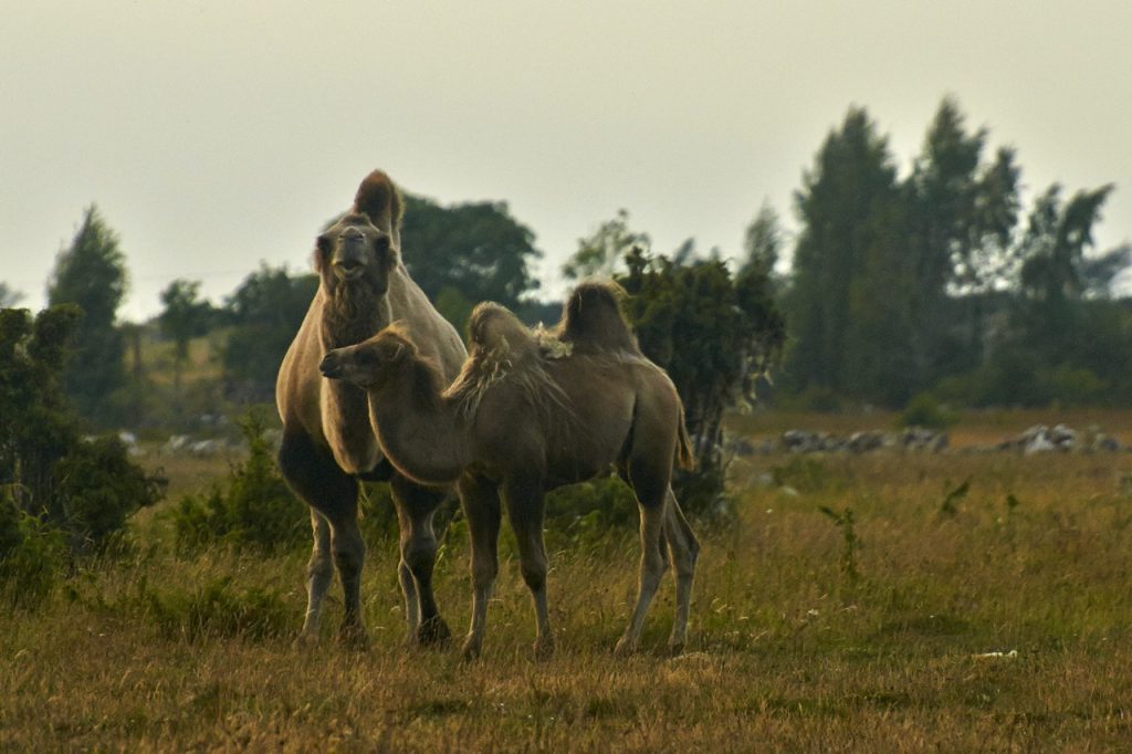Kamele bei Borgholm auf der schwedischen Insel Öland. NIKON D700 und AF-S Nikkor 70-300 mm 1:4.5-5.6G VR.
