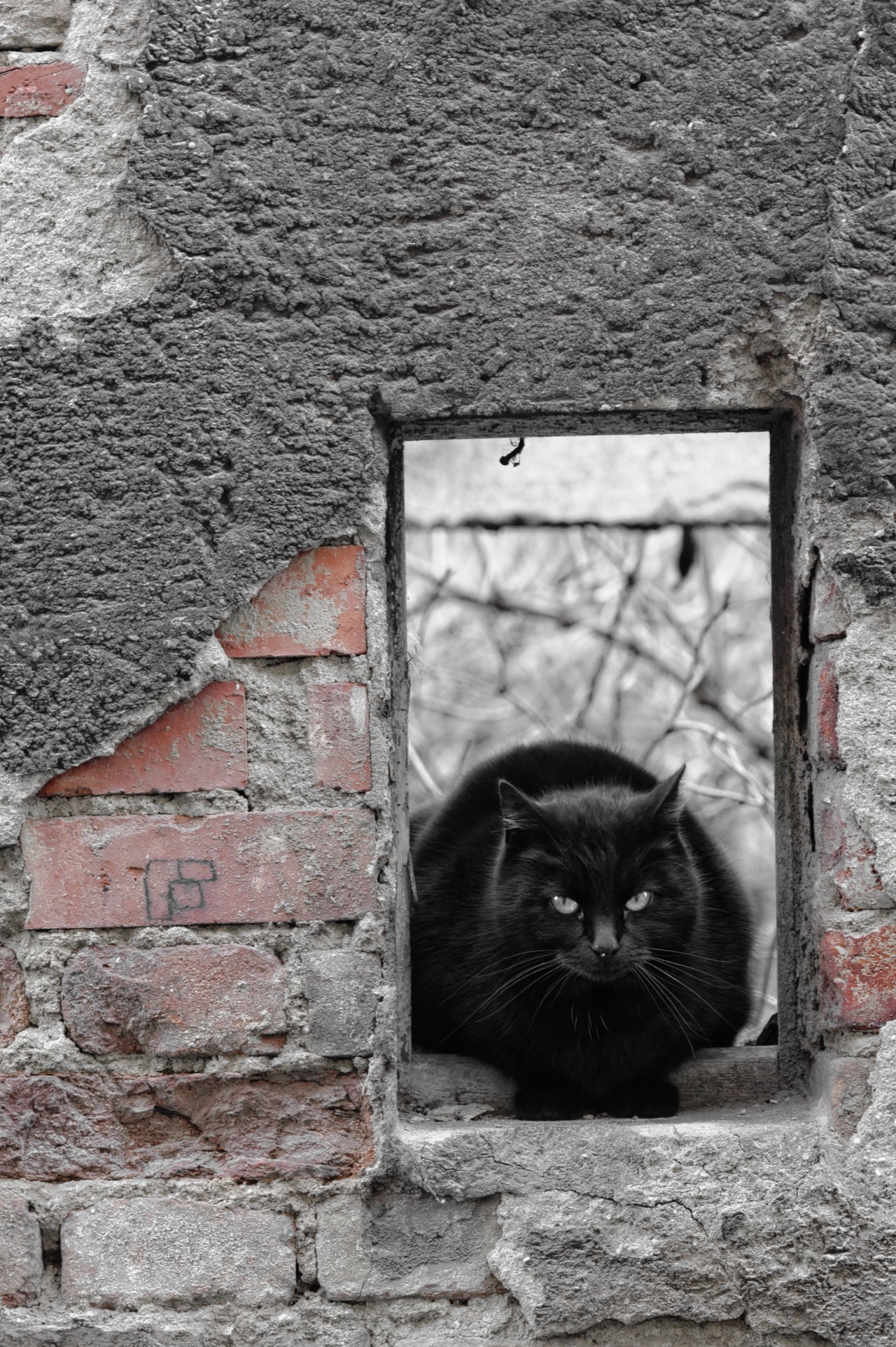 Bild: Schafstädt - Schwarze Katze im Fenster einer Bauruine auf dem Marktplatz. NIKON D700 mit AF-S NIKKOR 24-120 mm 1:4G ED VR. ISO 800 ¦ f/5,6 ¦ 120 mm ¦ 1/40 s ¦ kein Blitz. Klicken Sie auf das Bild um es zu vergrößern.