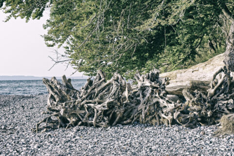 Bild: Entwurzelte Bäume an der Kreideküste vor Sassnitz. Foto: Copyright (c) 2020 by Birk Karsten Ecke. Klicken Sie auf das Bild um es zu vergrößern.