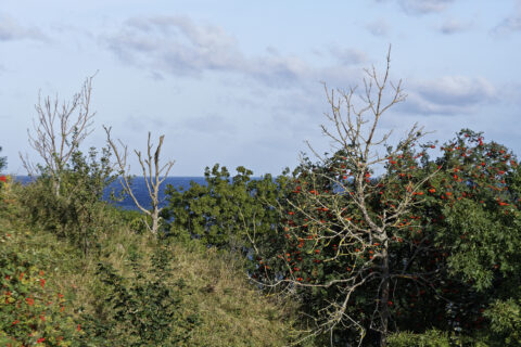 Bild: An der Fallada-Sicht in der Nähe des Kap Arkona auf der Insel Rügen. Das Klima ist hier rau, dennoch reifen die Früchte der Ebereschen. Foto (c) 2020 by Birk Karsten Ecke. Klicken Sie auf das Bild um es zu vergrößern.