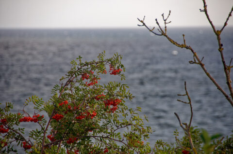 Bild: An der Fallada-Sicht in der Nähe des Kap Arkona auf der Insel Rügen. Reife Ebereschen. Foto (c) 2020 by Bert Ecke. Klicken Sie auf das Bild um es zu vergrößern.