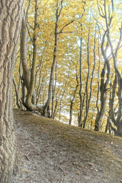 Bild: Der Märchenwald bei Schwarbe im Norden der Halbinsel Jasmund auf der Insel Rügen. Klicken Sie auf das Bild um es zu vergrößern.