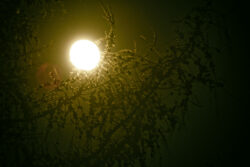 Bild: Mond, Lerche und blühende Wildkirsche bei Nacht. Klicken Sie auf das Bild um es zu vergrößern.