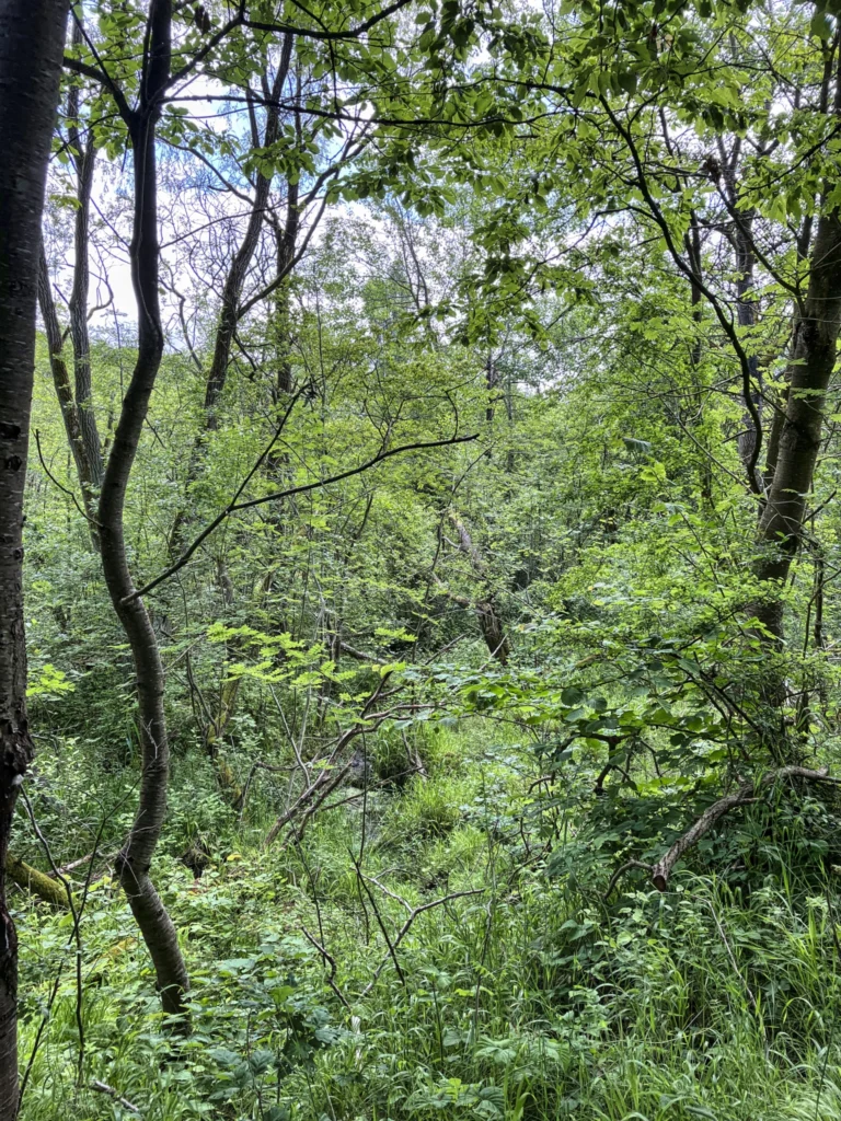 Bild: Unterwegs zu einem der Reste des Kanaldurchstichs des geplanten Rügenhafens. Bei Glowe. Klicken Sie auf das Bild um es zu vergrößern.