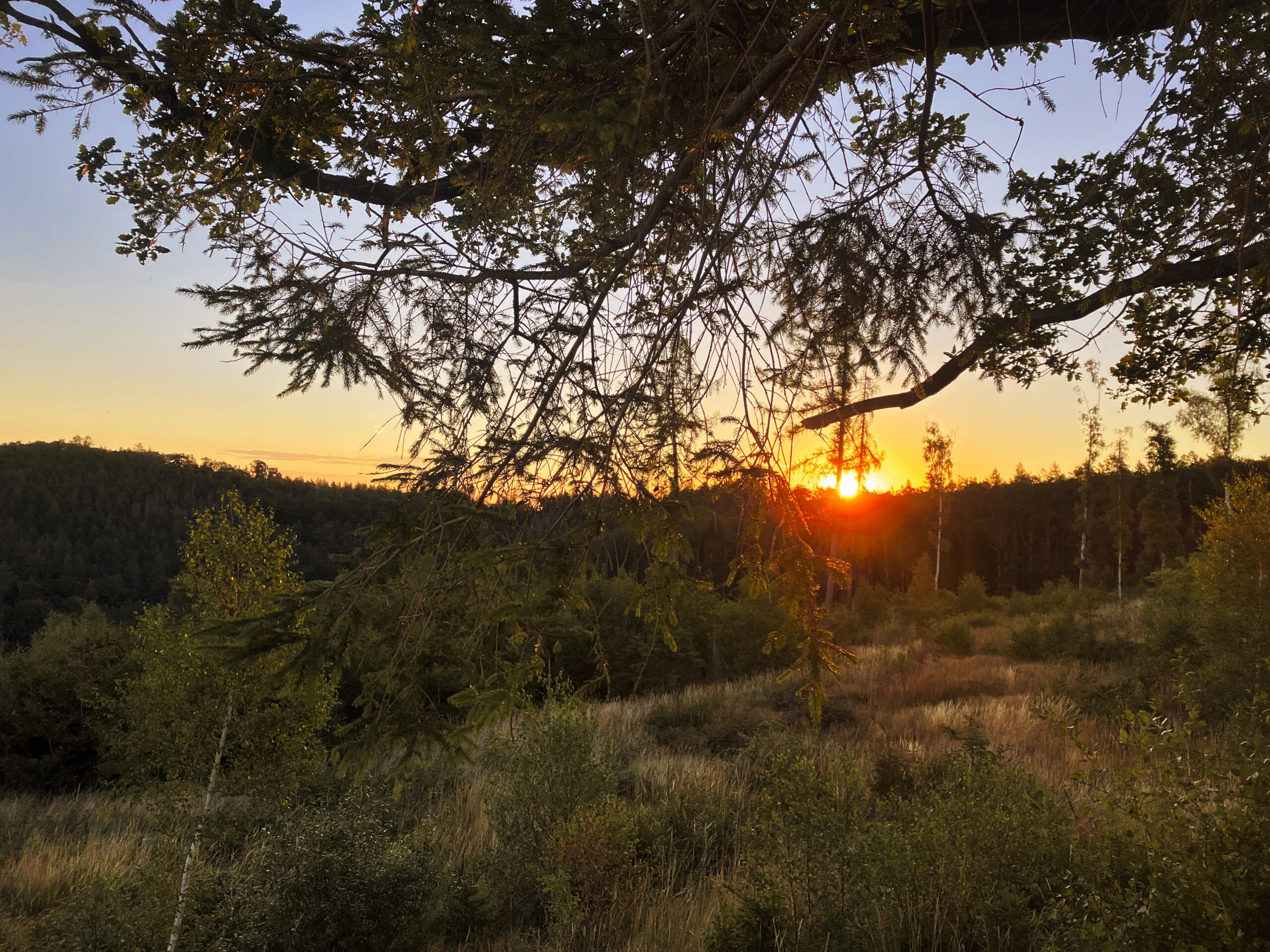 Bild: Sommerlicher Sonnenaufgang über den Wäldern des Unterharzes. Klicken Sie auf das Bild um es zu vergrößern.